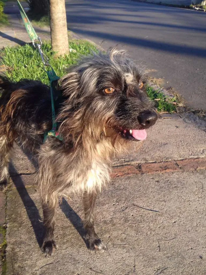 Cachorro ra a Wirehaired Pointting Griffon idade 1 ano nome Lord