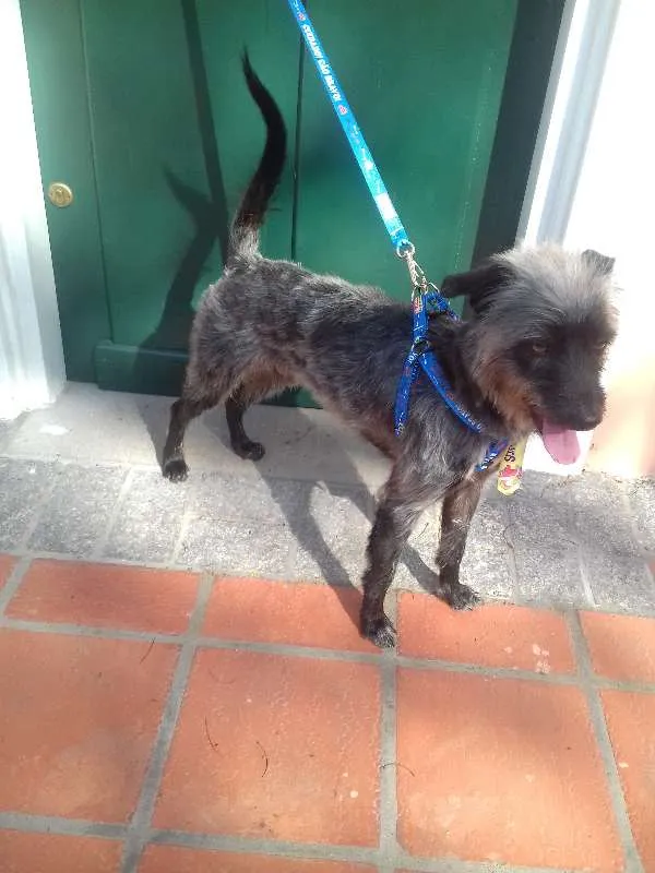 Cachorro ra a Wirehaired Pointting Griffon idade 1 ano nome Lord