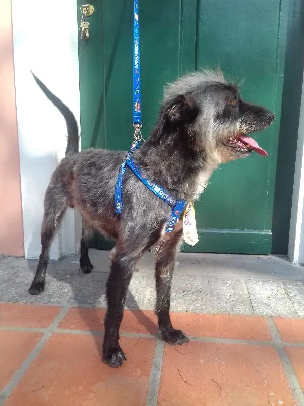 Cachorro ra a Wirehaired Pointting Griffon idade 1 ano nome Lord