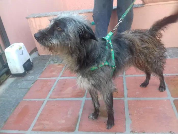 Cachorro ra a Wirehaired Pointting Griffon idade 1 ano nome Lord