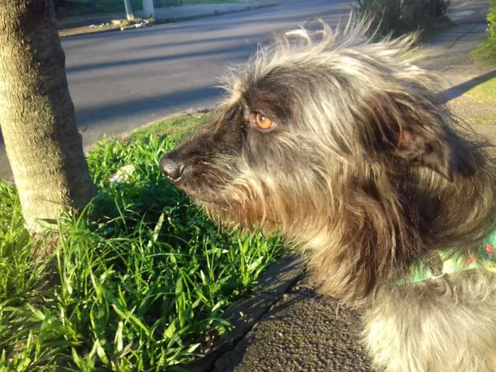 Cachorro ra a Wirehaired Pointting Griffon idade 1 ano nome Lord