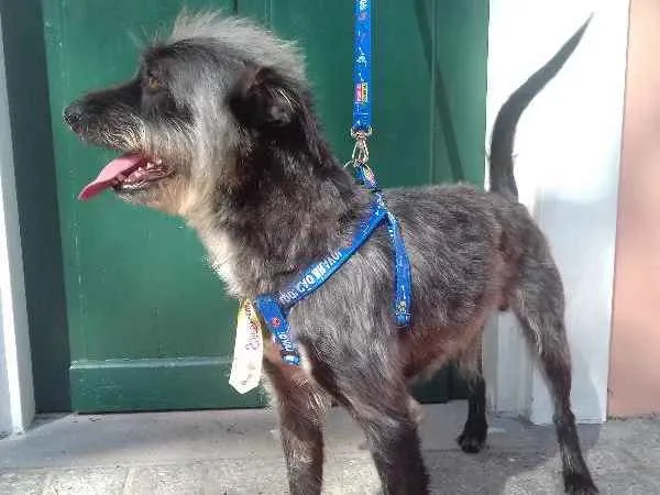Cachorro ra a Wirehaired Pointting Griffon idade 1 ano nome Lord