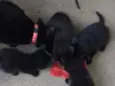 Pantera + 4 filhotes