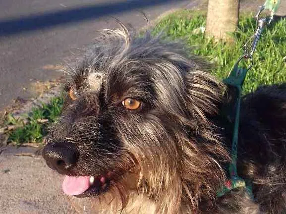 Cachorro ra a Wirehaired Pointting Griffon idade 1 ano nome Lord