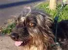Cachorro raça Wirehaired Pointting Griffon idade 1 ano nome Lord