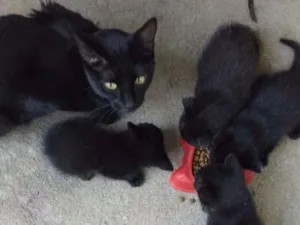 Gato raça  idade  nome Pantera + 4 filhotes