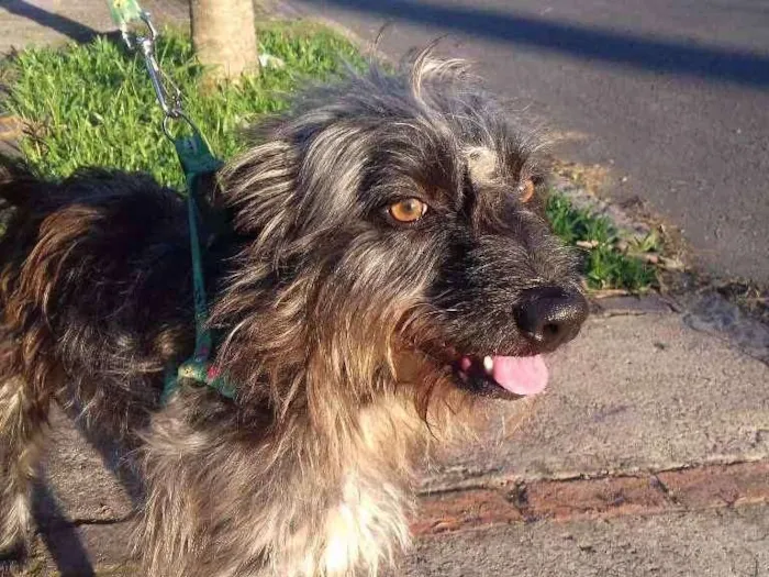 Cachorro ra a Wirehaired Pointting Griffon idade 1 ano nome Lord