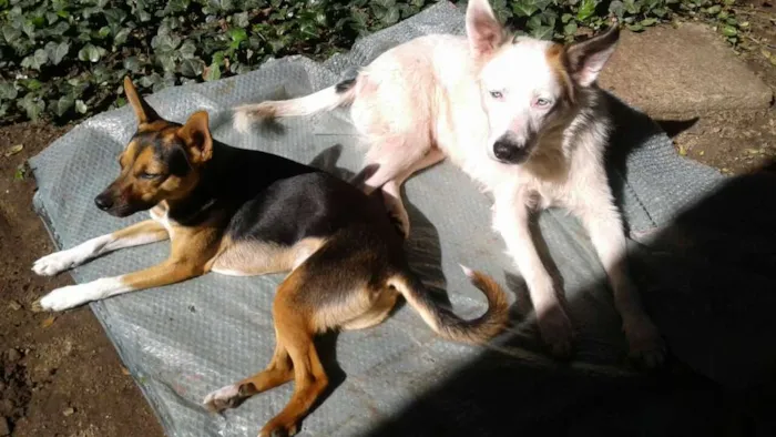 Cachorro ra a SRD idade 7 a 11 meses nome Bob