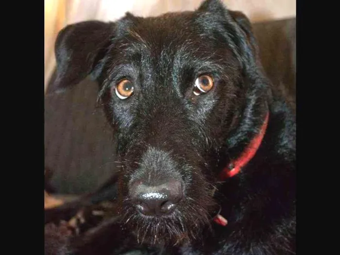 Cachorro ra a SRD idade 4 anos nome Nega