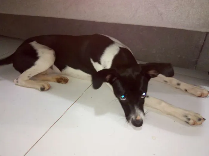 Cachorro raça SRD idade 7 a 11 meses nome Lulu