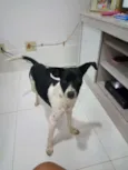 Lulu