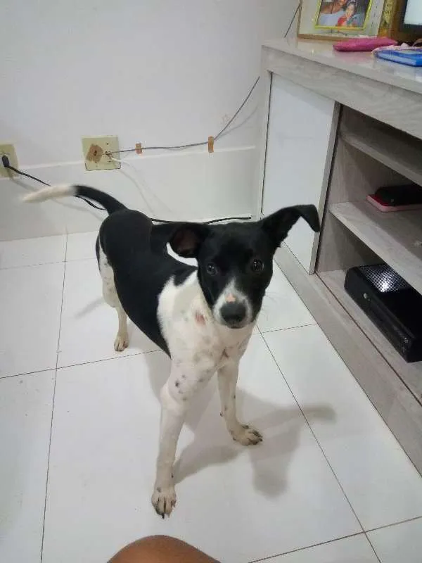 Cachorro raça SRD idade 7 a 11 meses nome Lulu