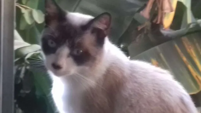 Gato ra a SRD idade 7 a 11 meses nome TOM
