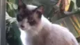 TOM