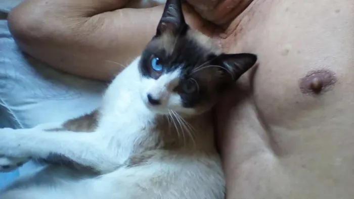 Gato ra a SRD idade 7 a 11 meses nome TOM