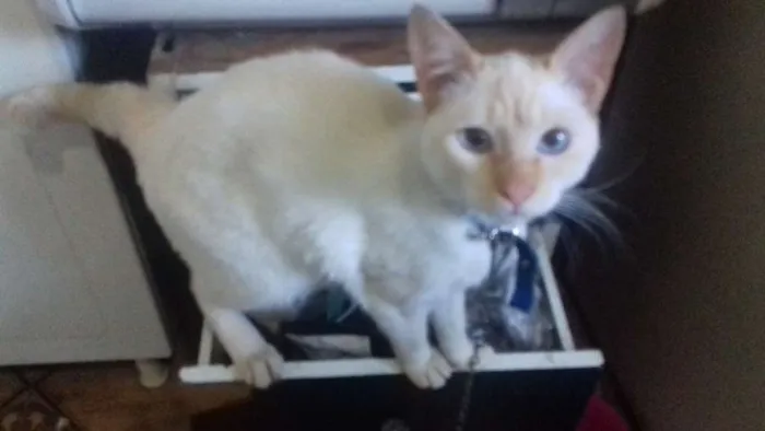 Gato ra a SRD idade 7 a 11 meses nome Princesa
