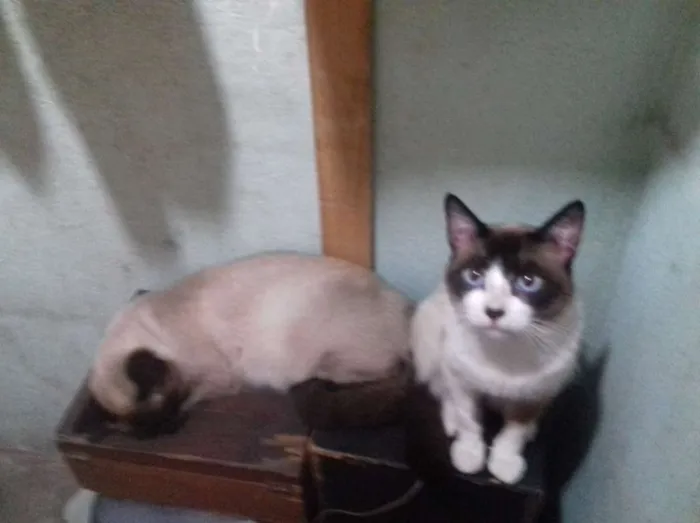 Gato ra a SRD idade 7 a 11 meses nome TOM