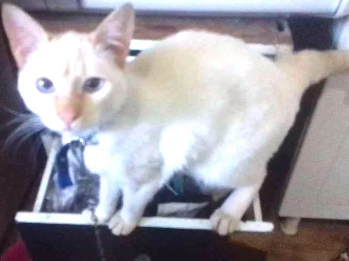 Gato ra a SRD idade 7 a 11 meses nome Princesa