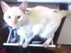 Gato raça SRD idade 7 a 11 meses nome Princesa