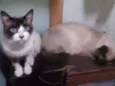 TOM