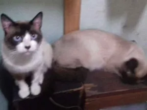 Gato raça SRD idade 7 a 11 meses nome TOM