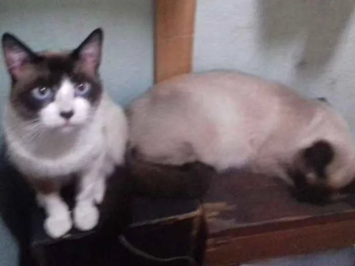 Gato ra a SRD idade 7 a 11 meses nome TOM