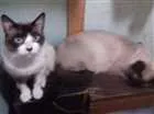 Gato raça SRD idade 7 a 11 meses nome TOM