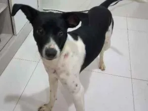 Cachorro raça SRD idade 7 a 11 meses nome Lulu