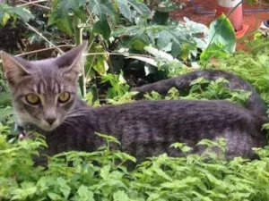 Gato raça Vira-lata idade 7 a 11 meses nome Mariana