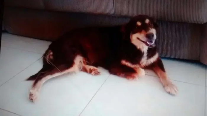 Cachorro raça Indefinido idade 6 ou mais anos nome Nina