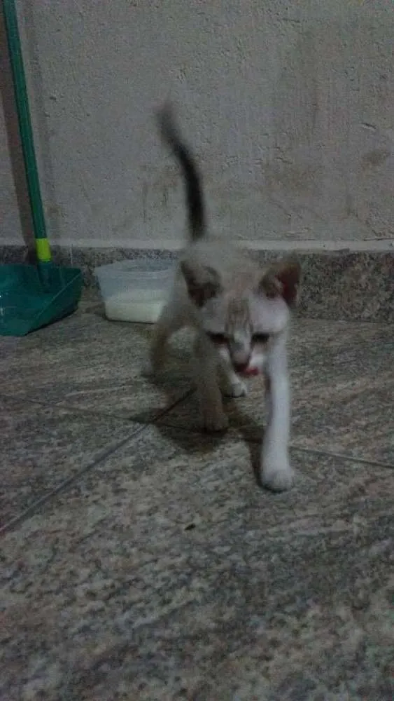 Gato ra a SRD idade Abaixo de 2 meses nome N/A