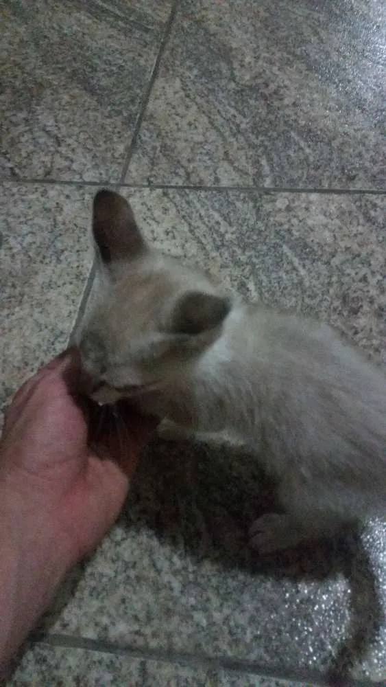 Gato ra a SRD idade Abaixo de 2 meses nome N/A