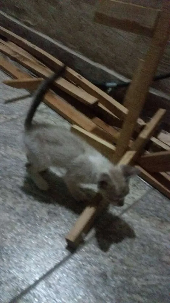 Gato ra a SRD idade Abaixo de 2 meses nome N/A