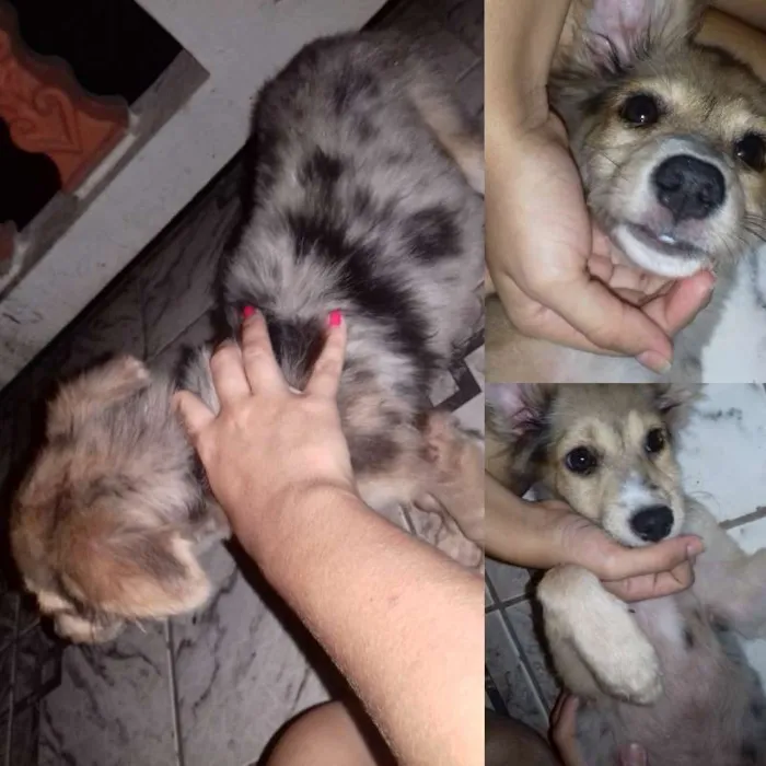 Cachorro ra a Vira Lata  idade 2 a 6 meses nome Amora 