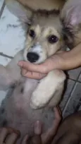 Amora