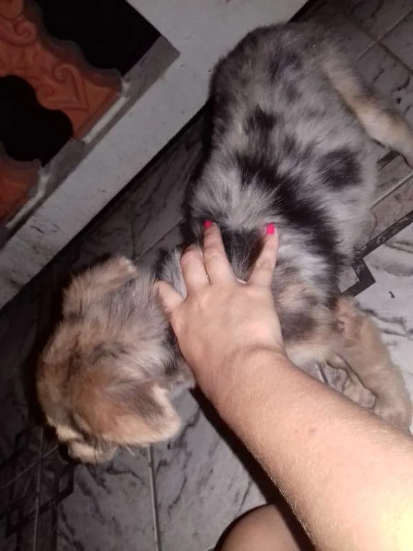 Cachorro ra a Vira Lata  idade 2 a 6 meses nome Amora 