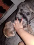 Amora