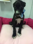Pupita