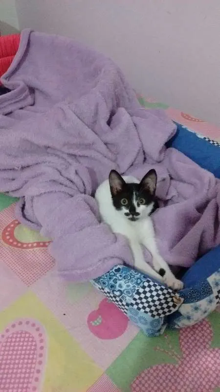 Gato ra a SRD idade 2 a 6 meses nome sem nomes