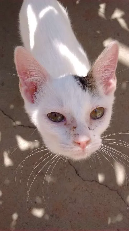 Gato ra a SRD idade 2 a 6 meses nome sem nomes
