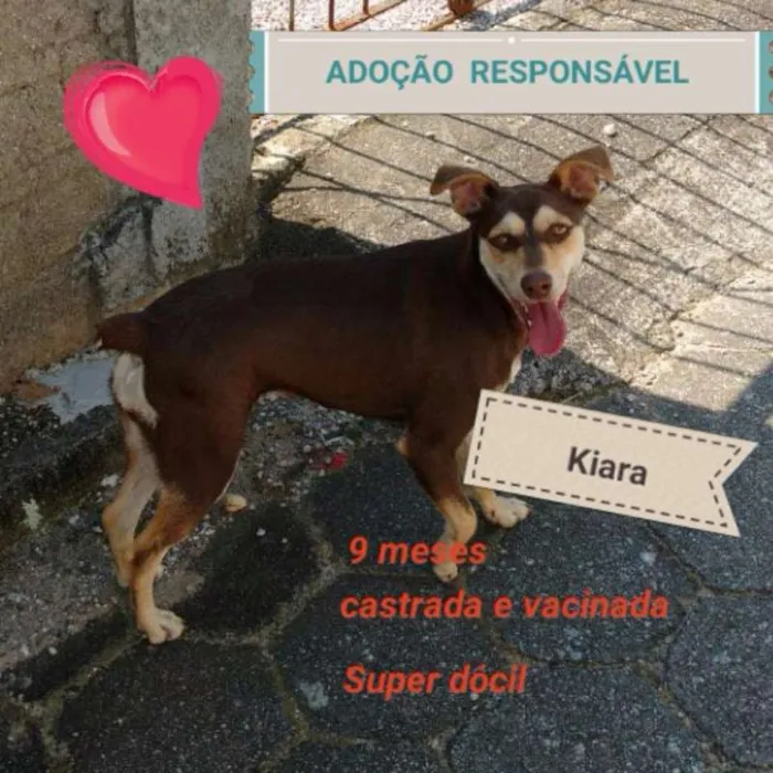 Cachorro ra a Vira-Lata idade 7 a 11 meses nome Kiara