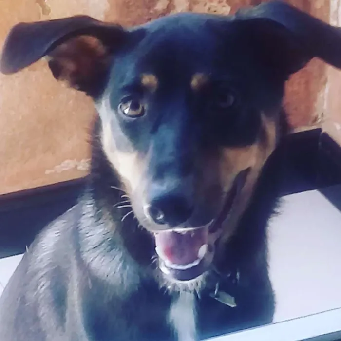 Cachorro raça Indefinida idade 7 a 11 meses nome Feijão 
