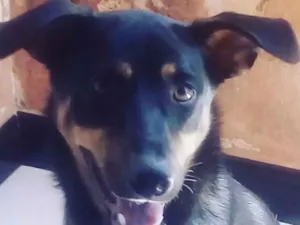 Cachorro raça Indefinida idade 7 a 11 meses nome Feijão 