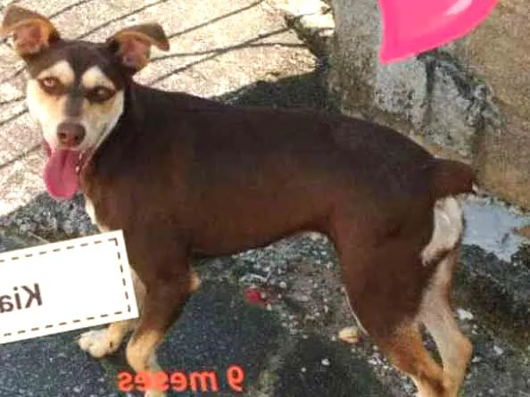 Cachorro ra a Vira-Lata idade 7 a 11 meses nome Kiara