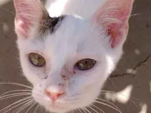 Gato raça SRD idade 2 a 6 meses nome sem nomes