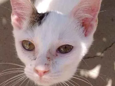 Gato ra a SRD idade 2 a 6 meses nome sem nomes