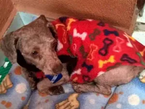 Cachorro raça poodle idade 5 anos nome billy
