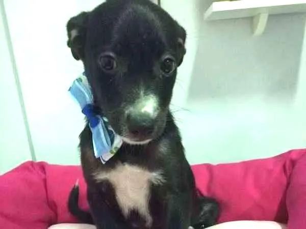 Cachorro ra a SRD idade 2 a 6 meses nome Pupita