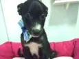 Pupita