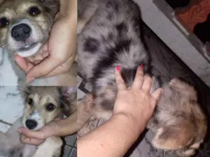 Cachorro raça Vira Lata  idade 2 a 6 meses nome Amora 